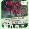 Bergenia cordifolia "Winterglow"