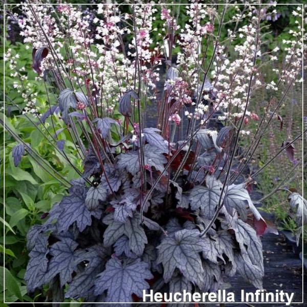 Heucherella Infinity