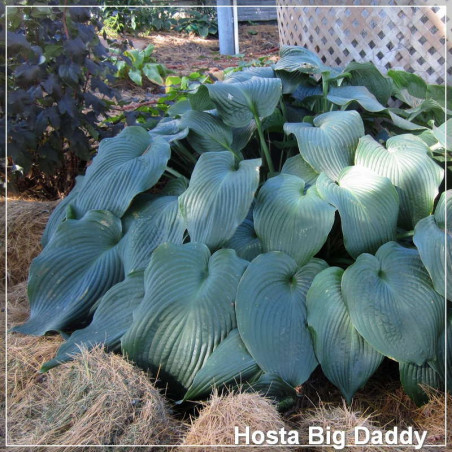 Hosta Big Daddy