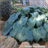 Hosta Big Daddy