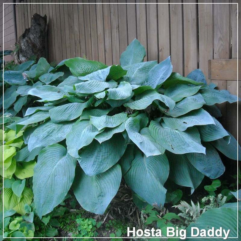 Hosta Big Daddy