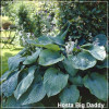Hosta Big Daddy