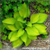 Hosta Gold Standard