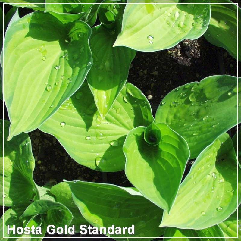 Hosta Gold Standard