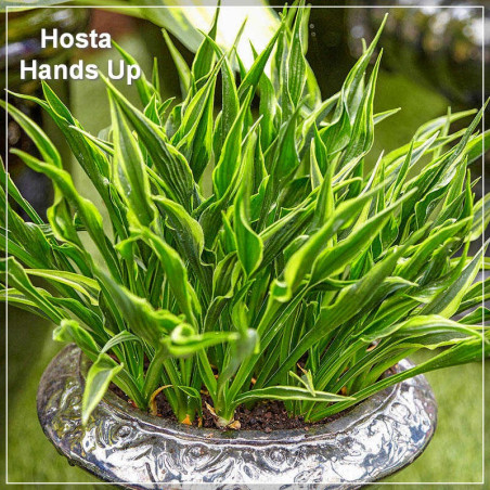 Hosta Hands Up