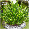 Hosta Hands Up