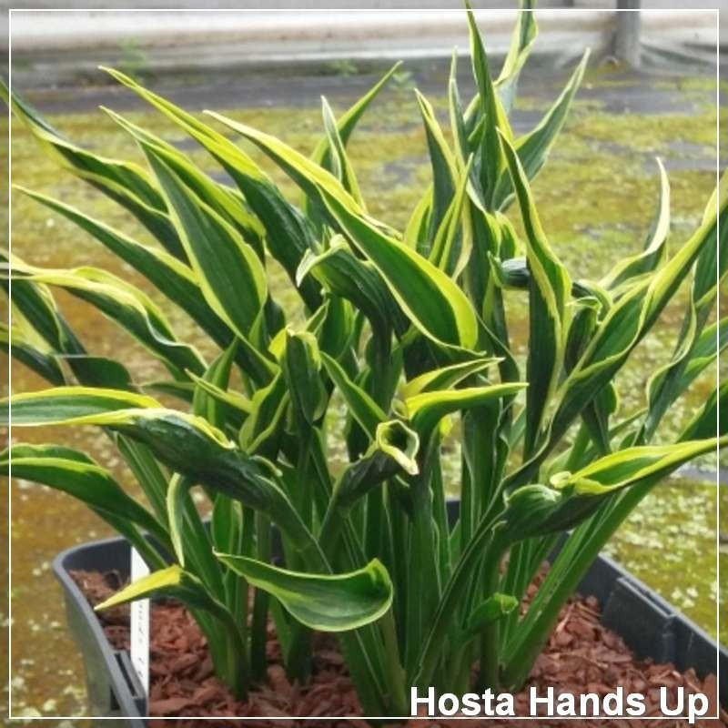 Hosta Hands Up