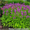Stachys monieri Hummelo