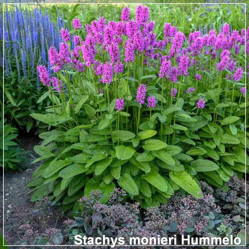 Stachys monieri Hummelo