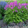 Stachys monieri Hummelo