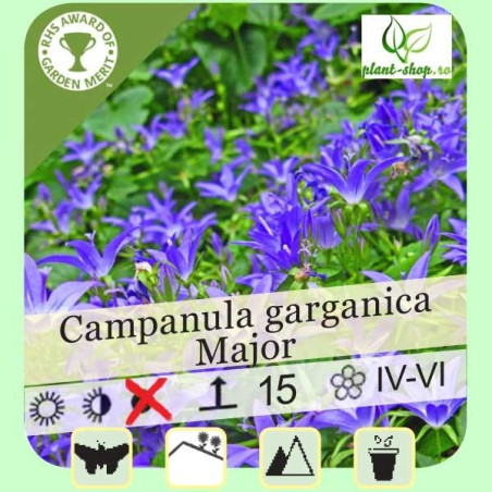 Campanula garganica Major