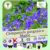Campanula garganica Major