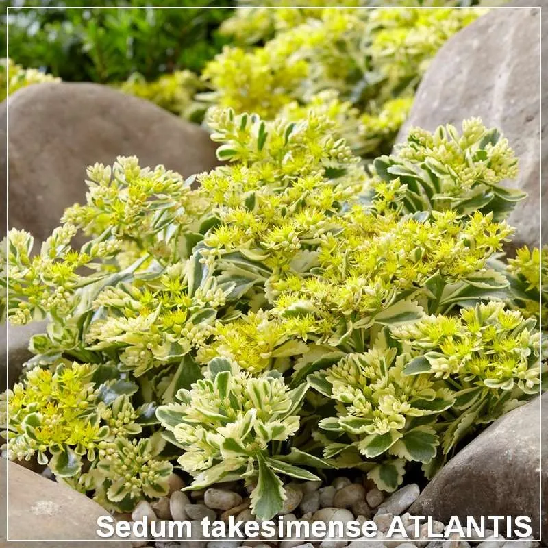 Sedum Atlantis