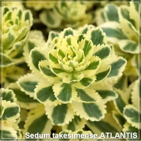 Sedum Atlantis