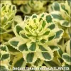 Sedum Atlantis