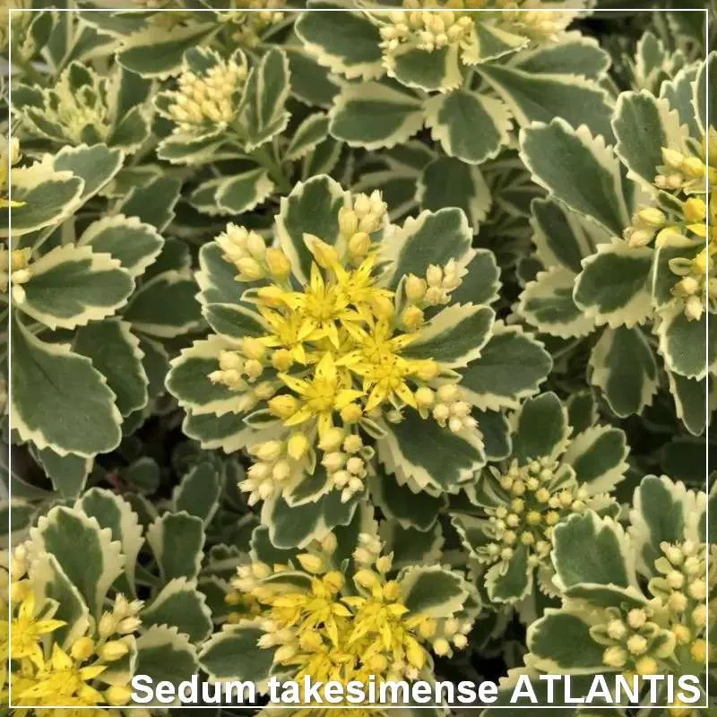 Sedum Atlantis