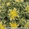 Sedum Atlantis