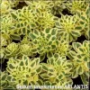 Sedum Atlantis