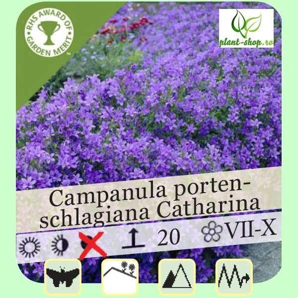 Campanula portenschlagiana "Catharina"