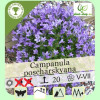 Clopotel balcanic (Campanula poscharskyana)