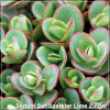Sedum SunSparkler Lime Zinger