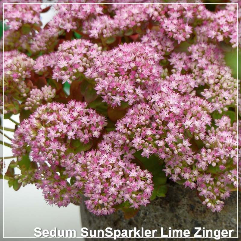 Sedum SunSparkler Lime Zinger