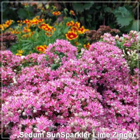 Sedum SunSparkler Lime Zinger