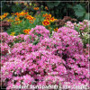 Sedum SunSparkler Lime Zinger