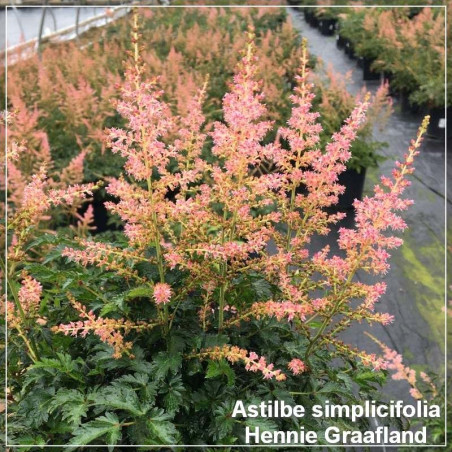 Astilbe Hennie Graafland