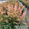 Astilbe Hennie Graafland