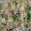 Astilbe Hennie Graafland