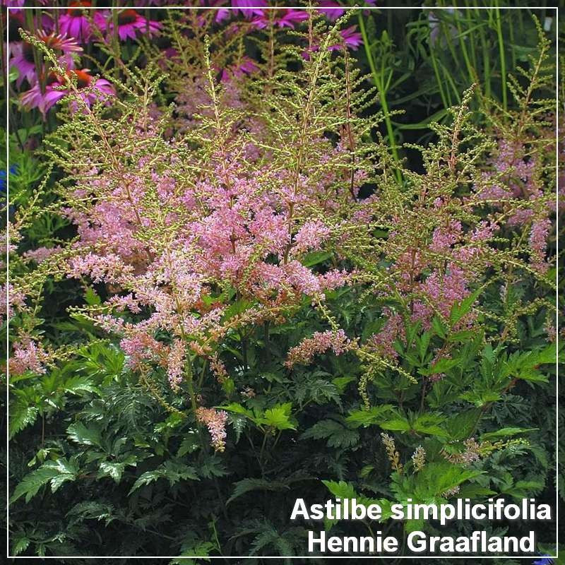 Astilbe simplicifolia Hennie Graafland