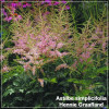Astilbe simplicifolia Hennie Graafland
