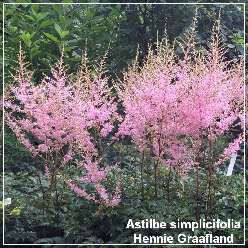 Astilbe simplicifolia Hennie Graafland