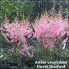 Astilbe simplicifolia Hennie Graafland