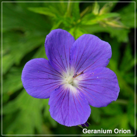 Geranium Orion