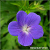 Napraznic (Geranium Orion)