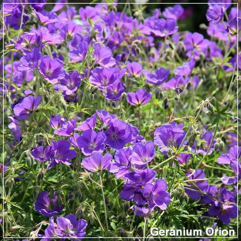 Geranium Orion