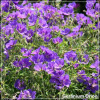 Geranium Orion