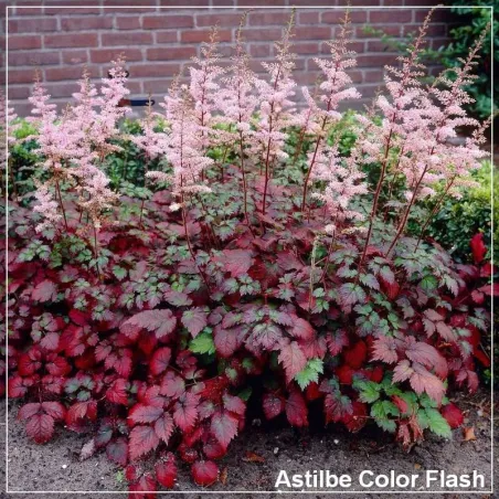 Astilbe Color Flash