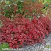 Astilbe Color Flash