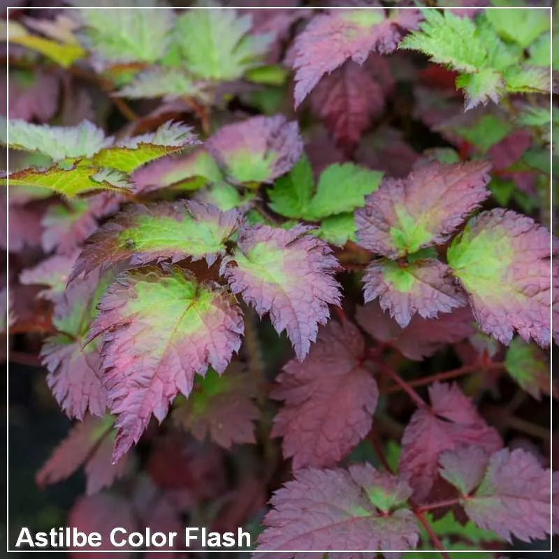 Astilbe Color Flash