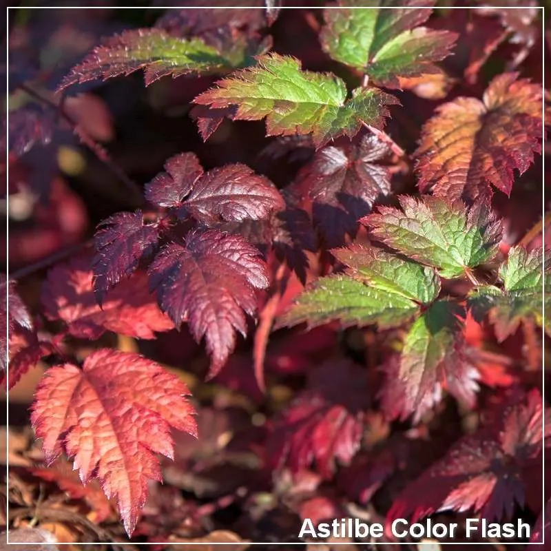 Astilbe Color Flash