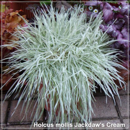 Holcus mollis Jackdaw's Cream