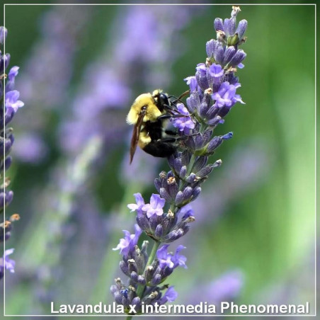 Lavandula Phenomenal