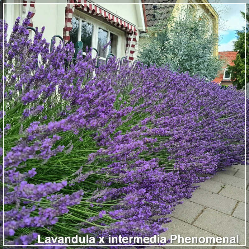 Lavandula x intermedia Phenomenal