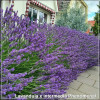 Lavandula x intermedia Phenomenal