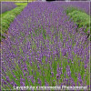 Lavandula intermedia Phenomenal