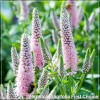 Veronica longifolia First Choice
