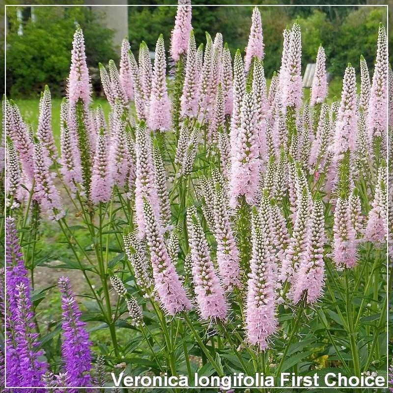 Veronica longifolia First Choice